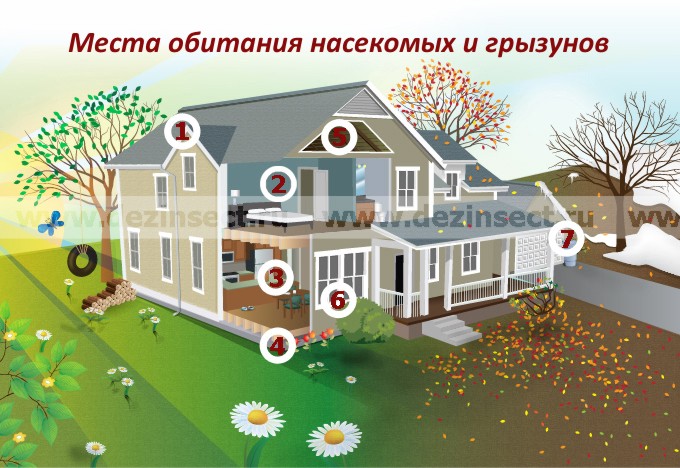 Места проникновения и обитания насекомых и грызунов
